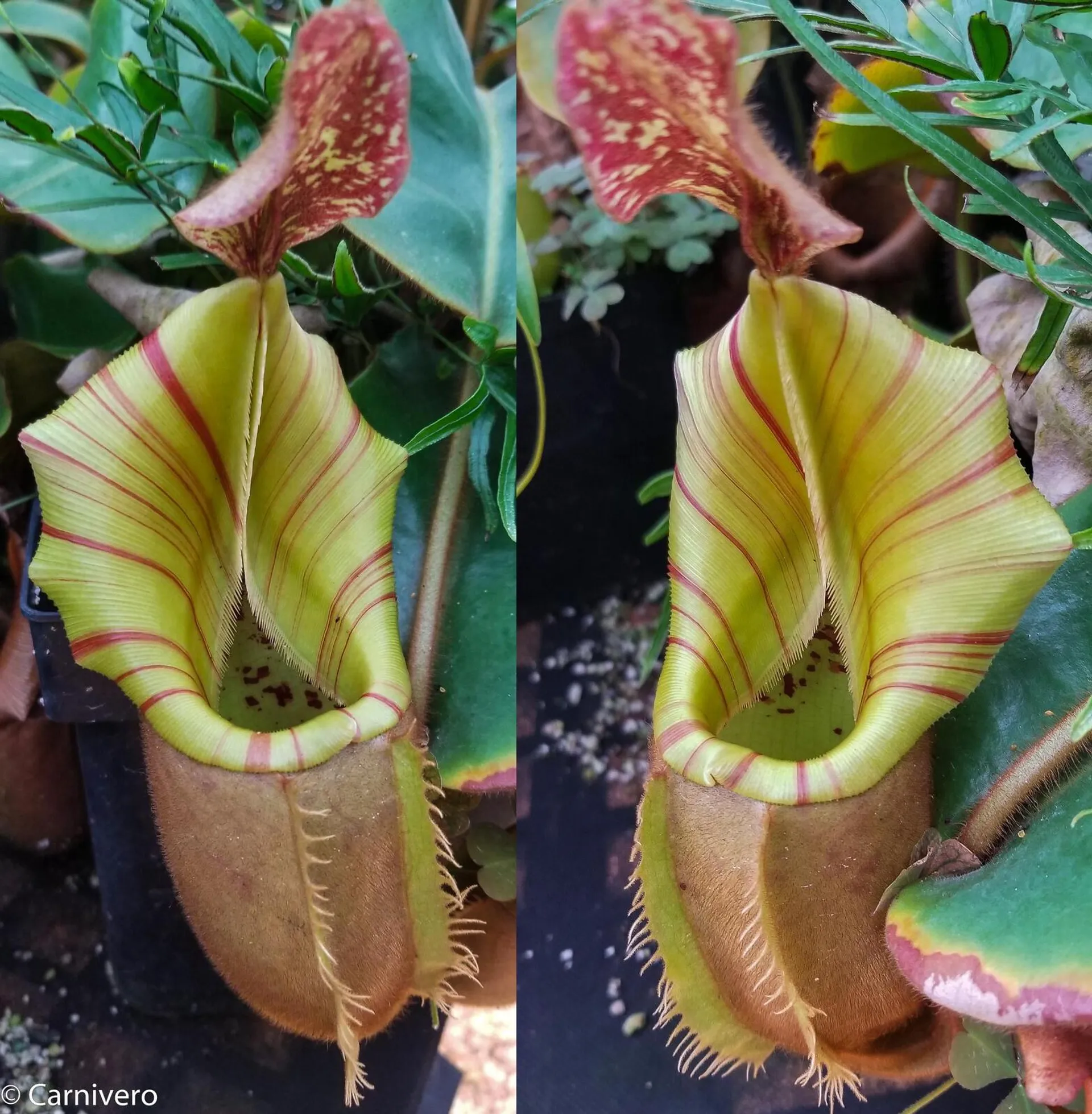Species Showcase: Nepenthes veitchii | Tom's Carnivores